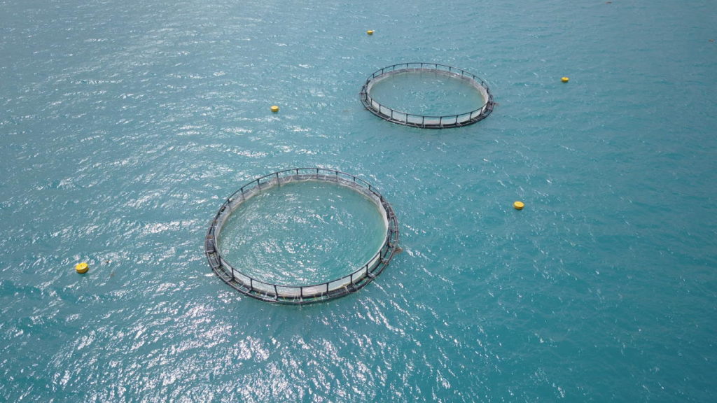 Sea Cage 2