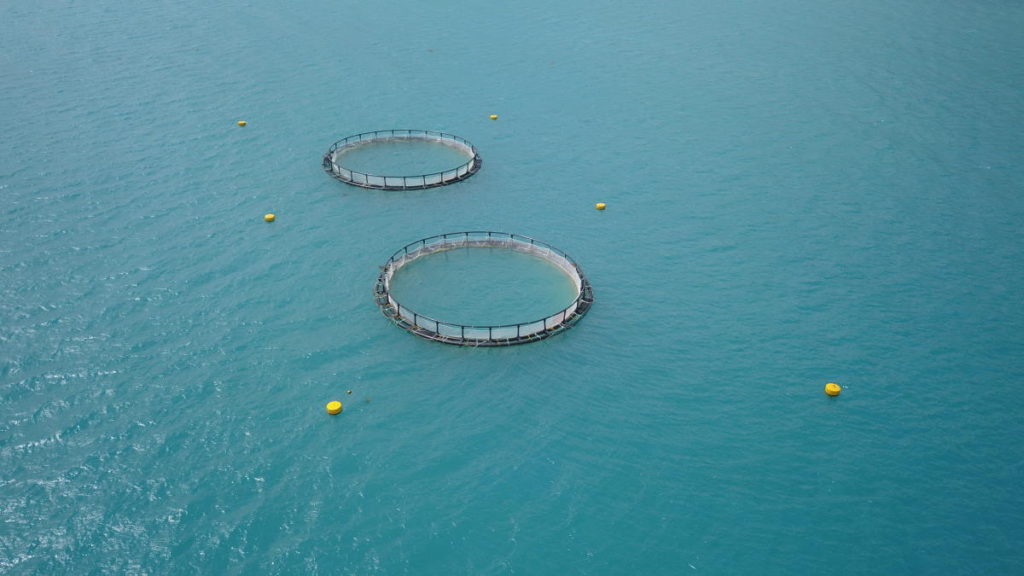 Sea Cage 3