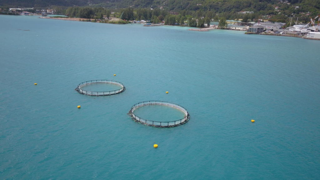 Sea Cage 4
