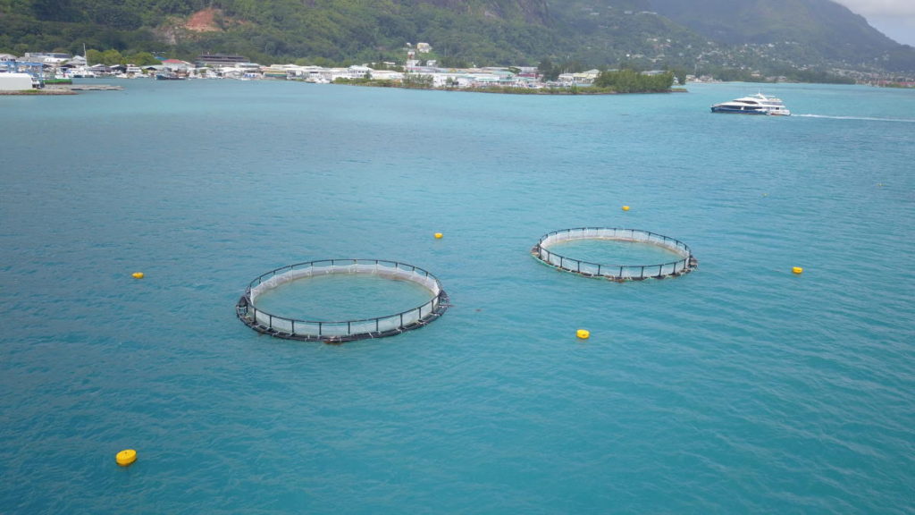 Sea Cage 5