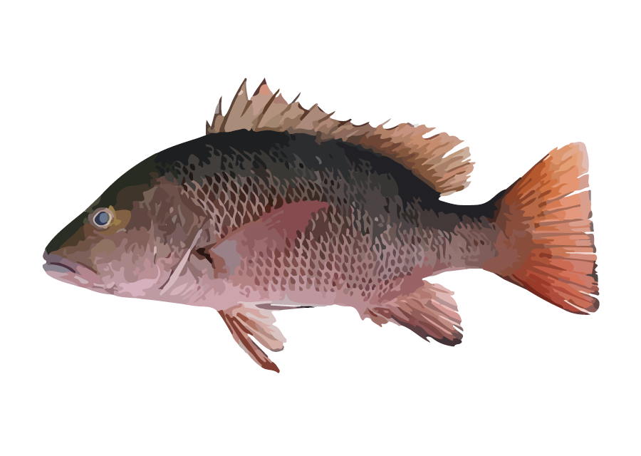 mangrove-snapper