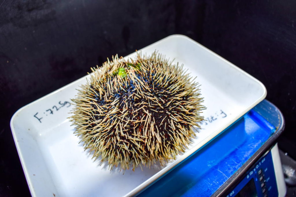 sea-urchin-1