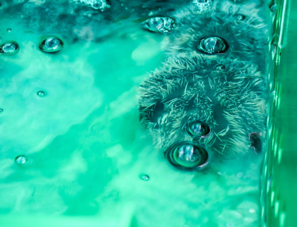 sea-urchin-3