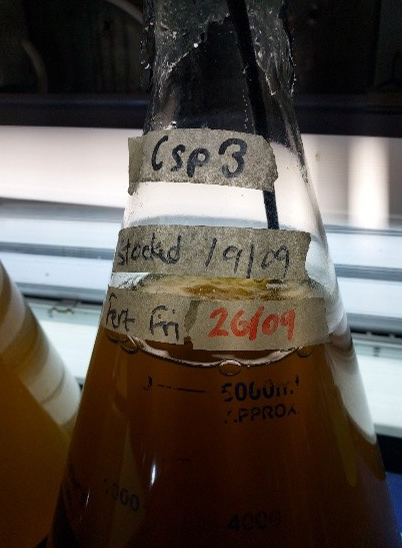 A 5 litre flask of microalgae