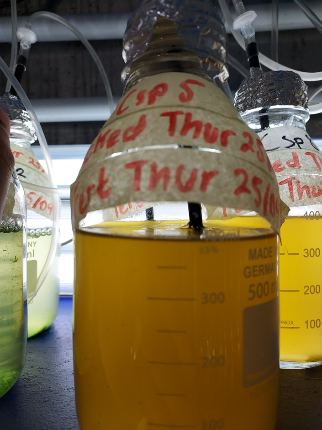 A 500ml bottle of microalgae