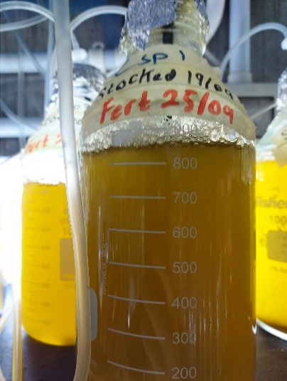 A 1 litre bottle of microalgae
