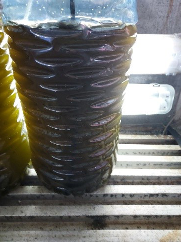 A 10 litre carboy of microalgae